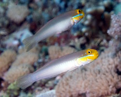 Gobie soyeux à joues bleues (Valenciennea strigata)