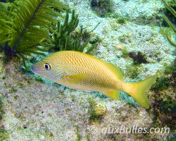 White grunt (Haemulon plumierii)