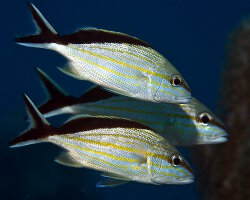 Cottonwick grunt (Haemulon melanurum)