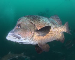 Long barbeled grunter (Hapalogenys sennin)