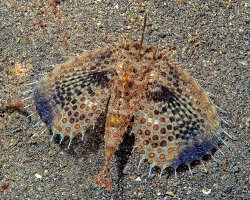 Flying gurnard (Dactylopterus volitans)