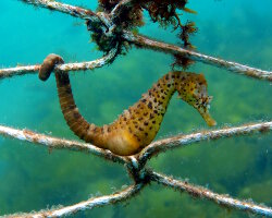 Hippocampe à gros ventre (Hippocampus abdominalis)