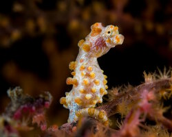 Pygmy seahorse (Hippocampus bargibanti)