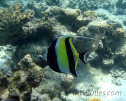 Moorish idol (Zanclus cornutus)