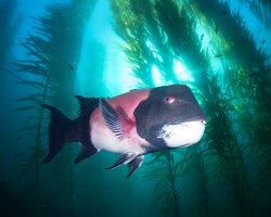 California sheephead (Semicossyphus pulcher)