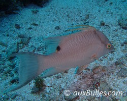 Labre capitaine (Lachnolaimus maximus)