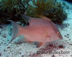 Hogfish (Lachnolaimus maximus)