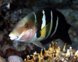 Labre ou tamarin à bandes noires de mer Rouge (Hemigymnus sexfasciatus)