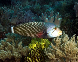 Labre-rasoir masqué (Novaculichthys taeniourus)