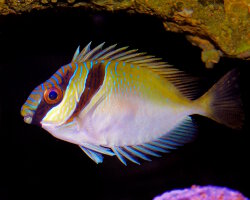 Double barred rabbitfish (Siganus virgatus)