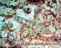 Poisson lézard, anoli (Synodus intermedius) Poisson lézard, anoli (Synodus intermedius)