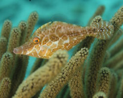 Slender filefish (Monacanthus tuckeri)