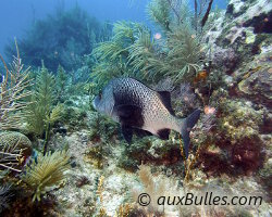 Black margate (Anisotremus surinamensis)