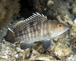 Black sea bass (Centropristis striata)