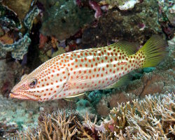 Slender grouper (Anyperodon leucogrammicus)