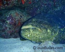 Mérou géant (Epinephelus itajara)