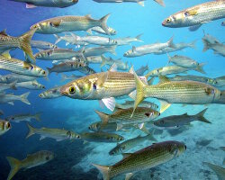 Flathead grey mullet (Mugil cephalus)