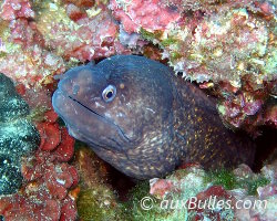 Moray eel (Muraena helena)