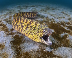 Kidako moray eel (Gymnothorax kidako)
