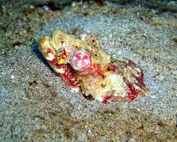 Crocodile snake eel (Brachysomophis henshawi)