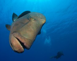 Humphead wrasse (Cheilinus undulatus)