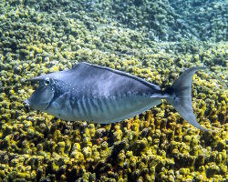 Humpback unicornfish (Naso brachycentron)