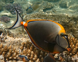 Orangespine unicornfish (Naso lituratus)