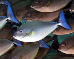 Nason à queue bleue (Naso caeruleacauda)