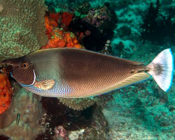 Paletail unicornfish (Naso brevirostris)