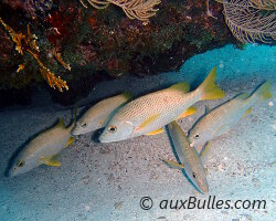 Pagre jaune (Lutjanus apodus)