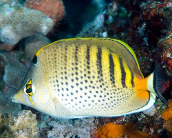 Poisson papillon à bandes ponctuées (Chaetodon punctatofasciatus)