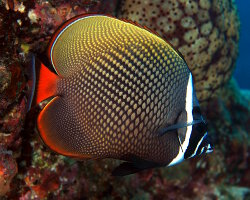 Redtail butterflyfish (Chaetodon collare)