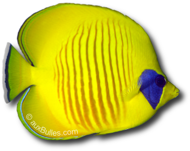 Le poisson papillon à demi masqué (Chaetodon semilarvatus)