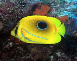 Bluelashed butterflyfish (Chaetodon bennetti)
