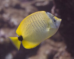 Milletseed butterflyfish (Chaetodon miliaris) Milletseed butterflyfish (Chaetodon miliaris)