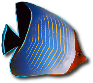 Le poisson papillon masqué (Chaetodon larvatus) © Serg_dibrova | Dreamstime.com