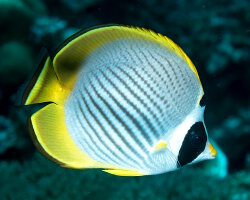 Panda butterflyfish (Chaetodon adiergastos)