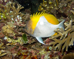 Poisson papillon pyramide jaune (Hemitaurichthys polylepis)