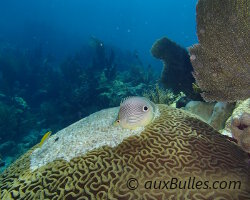 Poisson papillon à quatre yeux (Chaetodon capistratus)