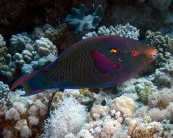 Poisson perroquet brun (Scarus niger)