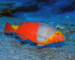 European parrotfish (Sparisoma cretense)