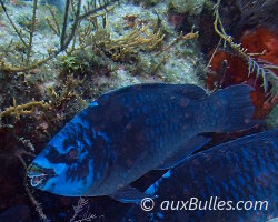 Poisson perroquet noir (Scarus coelestinus)