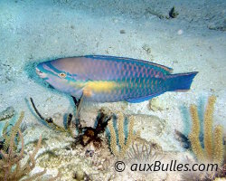 Princess parrotfish (Scarus taeniopterus)