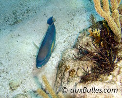 Poisson perroquet princesse (Scarus taeniopterus)