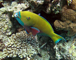 Poisson perroquet rouille (Scarus ferrugineus)