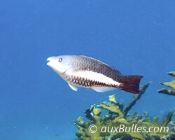 Queen parrotfish (Scarus vetula)