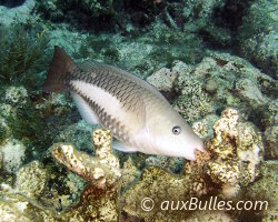 Poisson perroquet royal (Scarus vetula)