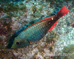 Redband parrotfish (Sparisoma aurofrenatum)