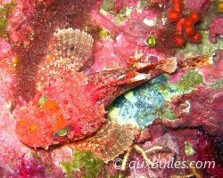 Small red scorpionfish (Scorpaena notata)