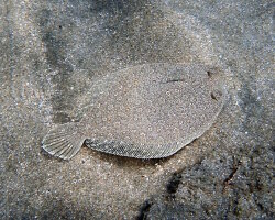 Wide-eyed flounder (Bothus podas) Wide-eyed flounder (Bothus podas)